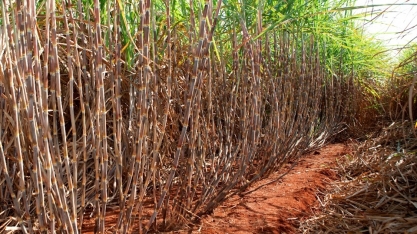 CTC 4 deverá ser a variedade de cana mais plantada na região Centro-Sul em 2020