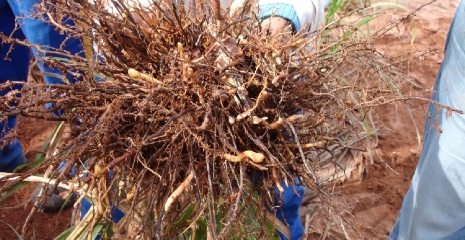 Raízes da cana atacadas por nematoide