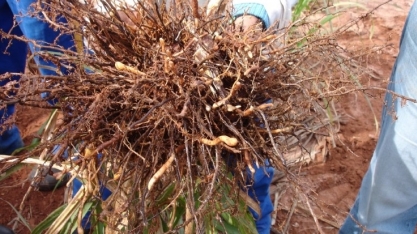 Amostras, armadilhas, análise e até software são ferramentas para identificar o invisível nematoide