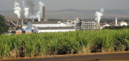 FAPESP e São Martinho criam Centro de Pesquisa para o controle biológico de pragas da cana