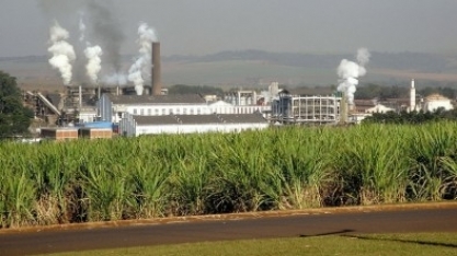 FAPESP e São Martinho criam Centro de Pesquisa para o controle biológico de pragas da cana