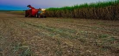 Safra de cana-de-açúcar 19/20 em MG fecha com recorde de produção