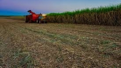 Safra de cana-de-açúcar 19/20 em MG fecha com recorde de produção
