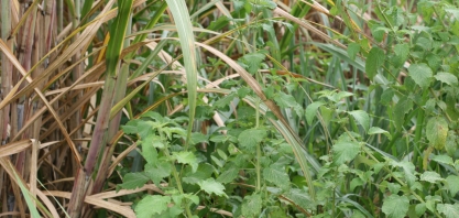 Cuidados com o controle de plantas daninhas em pós-emergência na lavoura canavieira