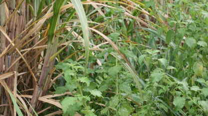 Cuidados com o controle de plantas daninhas em pós-emergência na lavoura canavieira