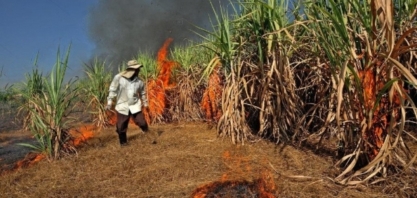 Tailândia tem menor safra de cana em 10 anos em 2019/20 devido a impactos de seca