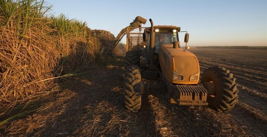 Na Raízen, a característica mais buscada é adaptabilidade a mecanização