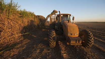 Na Raízen, CTC 9001, CTC 9002, RB975201, CV7870 e CV6654 são as variedades de cana mais plantadas