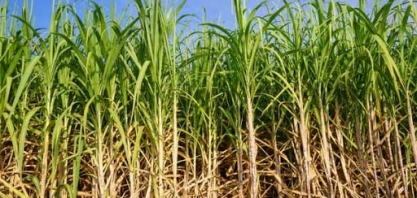 Pragas, doenças e isoporização e impurezas mineiras e vegetais reduzem qualidade da matéria-prima