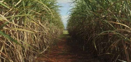 Projeto que proíbe plantio de cana-de-açúcar no Pantanal será votado por deputados de MS