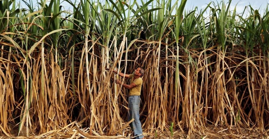 Fazendeiro trabalha em campo de cana nos arredores de Ahmedabad, Índia 28/02/2015 REUTERS/Amit Dave Foto: Reuters