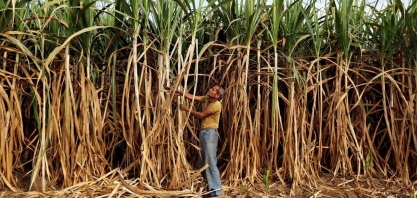 Índia fecha contratos para exportar 3,75 mi t de açúcar até o momento em 2019/20