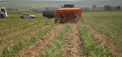 Produtores e usinas não podem descuidar da adubação da soqueira