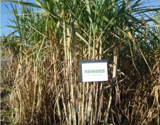  A RB966928 se destaca por seu desempenho tanto em plantio mecanizado como em colheita mecanizada
