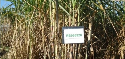 São Paulo é o estado com o melhor índice de atualização varietal