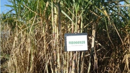 São Paulo é o estado com o melhor índice de atualização varietal