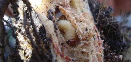 Pragas de solo não fazem quarentena e destroem os canaviais o ano todo