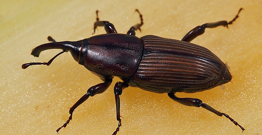 O Sphenophorus levis, o popular bicudo da cana, tem uma capacidade de voo restrita – máxima de 300m. Mas caminha a 80 quilômetros por hora