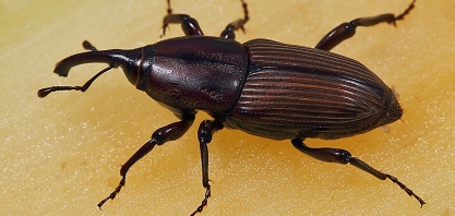 Sphenophorus levis, principal praga dos canaviais paulistas, já causa perdas nos canaviais mineiros e goianos