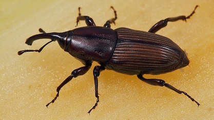 Sphenophorus levis, principal praga dos canaviais paulistas, já causa perdas nos canaviais mineiros e goianos
