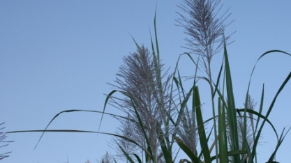 2020 será um ano de extremos no que tange o florescimento