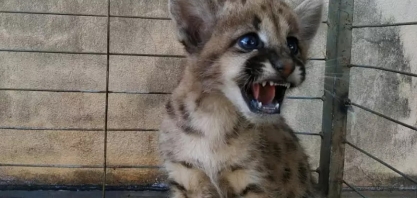 Filhote de onça-parda é resgatado em canavial; 2º caso em pouco mais de 1 mês