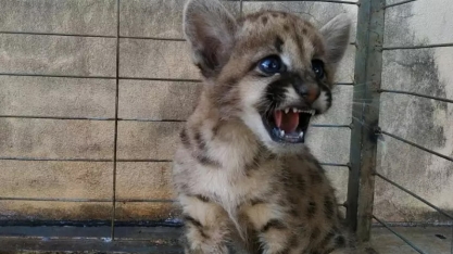 Filhote de onça-parda é resgatado em canavial; 2º caso em pouco mais de 1 mês