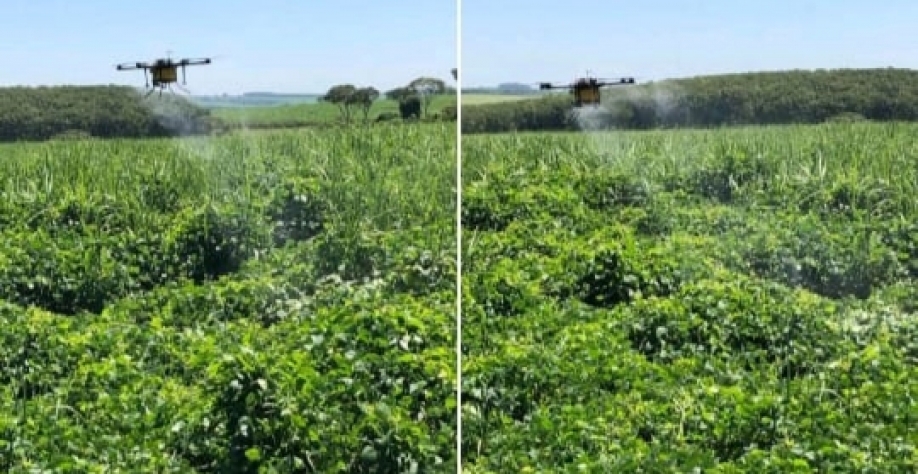 Drone aplica herbicida em área com planta daninha em canavial