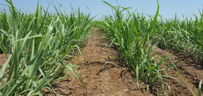 Uso de geotecnologia na restituição de linhas em cana-planta e cana-soca resulta em pelo menos dois cortes a mais