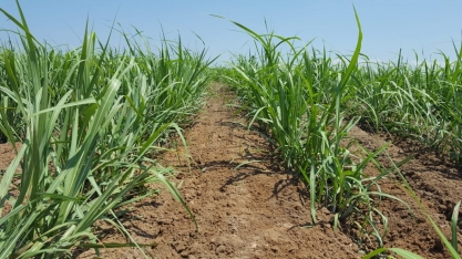 Uso de geotecnologia na restituição de linhas em cana-planta e cana-soca resulta em pelo menos dois cortes a mais