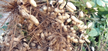 Com medidas preventivas, amendoim mantém volume recorde
