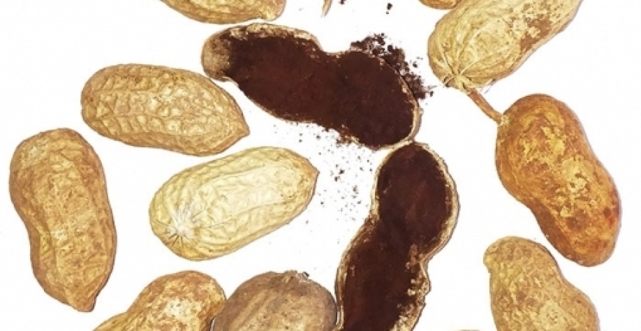 O carvão do amendoim é uma doença causada pelo fungo Thecaphora frezii, patógeno que ataca as vagens, produzindo uma massa negra de esporos. Foto: Divulgação
