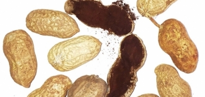 Embrapa coleta amostras de amendoim para investigar a ocorrência da doença do carvão no Brasil