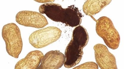 Embrapa coleta amostras de amendoim para investigar a ocorrência da doença do carvão no Brasil