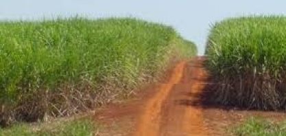 Cosan vê maior dificuldade para algumas empresas do setor sucroenergético