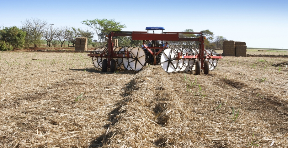 Afastamento ou recolhimento de palha impacta positivamente populações de cigarrinha. Foto: Divulgação CTC