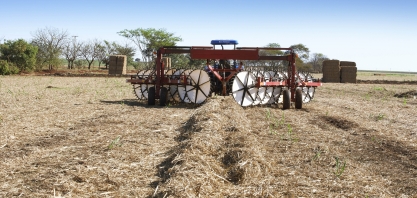 Afastamento ou recolhimento de palha reduz a população de cigarrinha nos canaviais