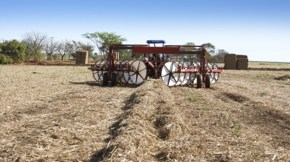 Afastamento ou recolhimento de palha reduz a população de cigarrinha nos canaviais
