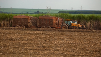 Os cuidados para a ideal colheita de cana