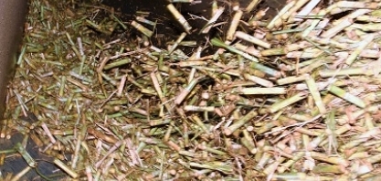 Segue a moagem da cana em MG, mas setor precisa de ações urgentes