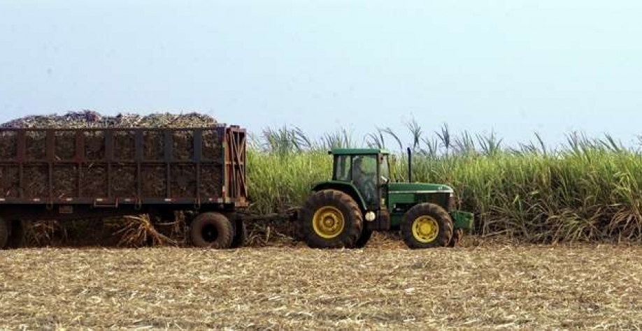 Colheita de cana-de-açúcar em Sertãozinho (SP) 08/09/2005 REUTERS/Paulo Whitaker Foto: Reuters