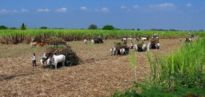 Índia amplia subsídios ao campo e ‘testa’ limites estabelecidos pela OMC