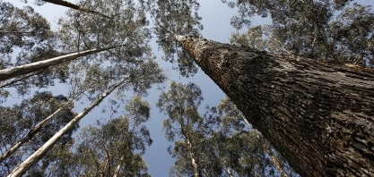 Cientistas usam nanocelulose de pinus e de eucalipto como espessante para fabricação de álcool em gel