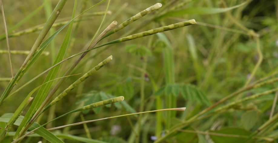 O capim-camalote é capaz de produzir por volta de 15 mil sementes, que podem ficar dormentes nos solos por até quatro anos. Crédito Foto: Defesa Vegetal Net