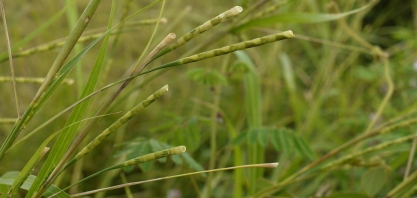Capim-camalote será a planta daninha a ser batida nos próximos anos