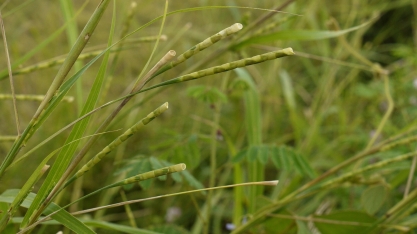 Capim-camalote será a planta daninha a ser batida nos próximos anos