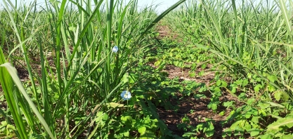 Especialistas participam de webinar sobre Desafios do Tratamento Herbicida para o Período Seco da Safra de Cana