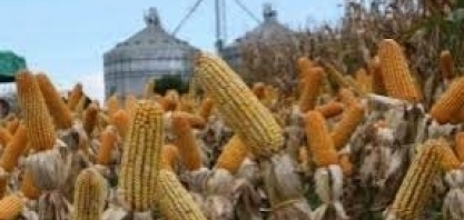 Brasil BioFuels vai produzir etanol de milho em Roraima; vê aporte inicial de R$220 mi