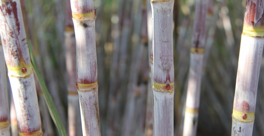 É inegável a importância da 7515 para o segmento, porém, suas características não condizem com a realidade atual do setor.  Foto: Arquivo CanaOnline