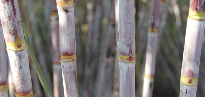 Em 2019, 40% dos canaviais colhidos na região Centro-Sul eram de variedades antigas